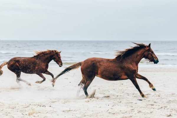 Two brown horses running fast on the seashore. Galopade. Freedom and wildness.